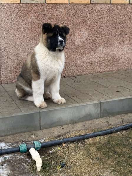 Акита в Ростове-на-Дону фото 97