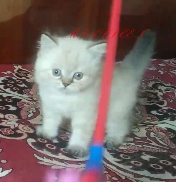Скоттиш Фолд и скоттиш Страйт в фото 4