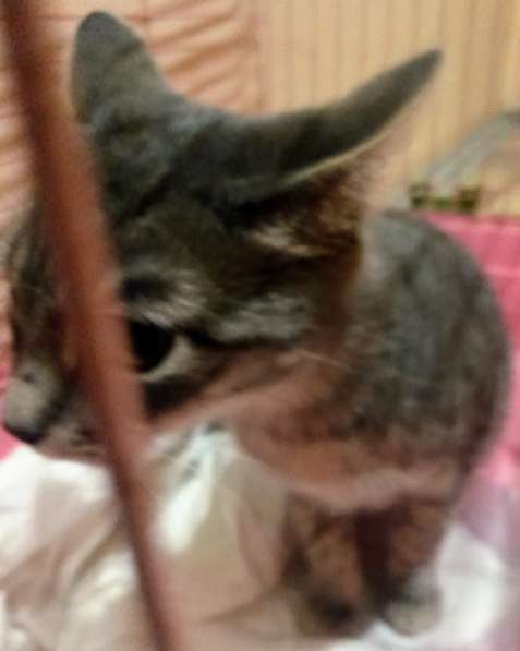 Сос! Кошечку выкинули на улицу в Москве фото 18