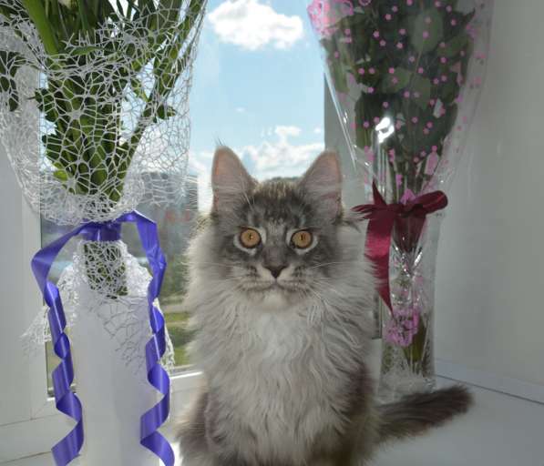 Свободны шикарные котята мэйн-кун редких окрасов в Ярославле фото 6