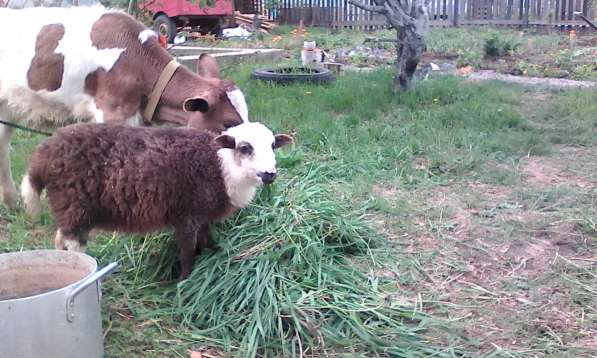 Овцы, бараны, ягнята в Красноярске фото 4