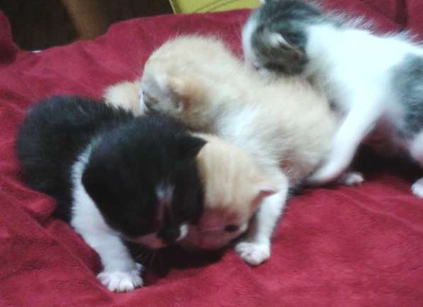 Отдам 4 котенка беленький черненький и 2 рыжика рожд 5 марта
