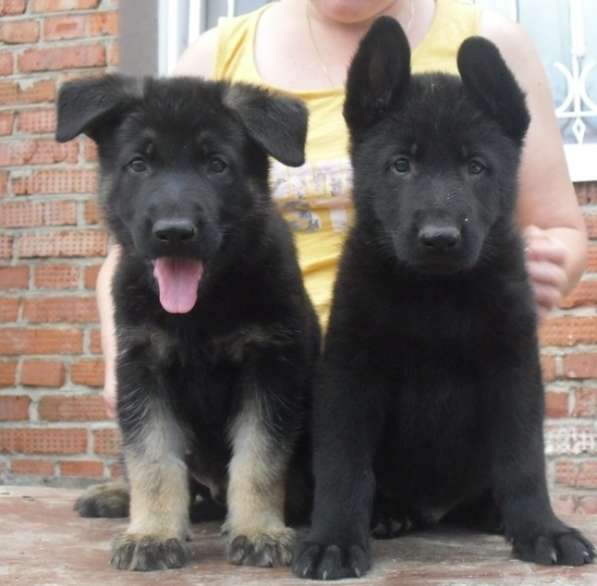 Восточноевропейская овчарка отличные щенки от Чемпионов в Балашихе фото 7