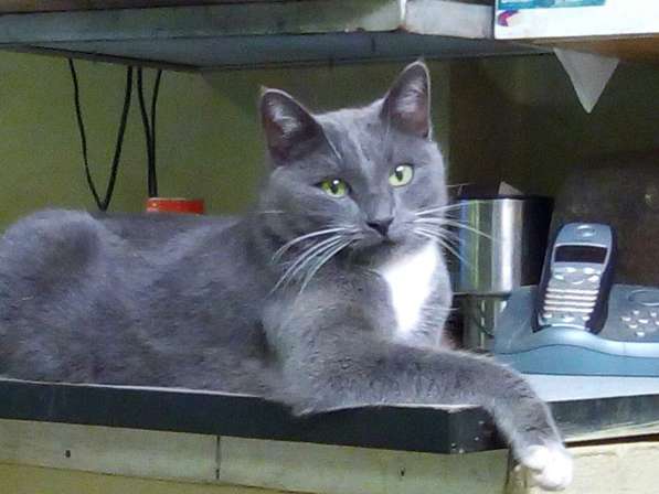 Кошка русская голубая в дар!
