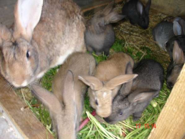 Продаю крольчат и кроликов крупных мясных пород в Петрозаводске
