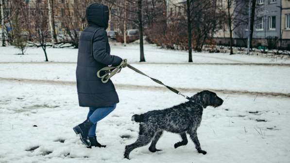 Красотка собака породы Дратхаар в Санкт-Петербурге фото 3