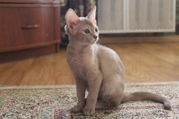 Котята в Костроме фото 11