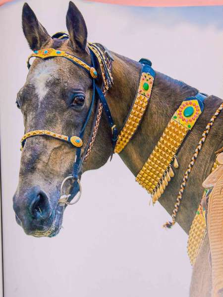 Книга-альбом про Ахалтекинцев, лошади, Туркмения в Москве фото 10