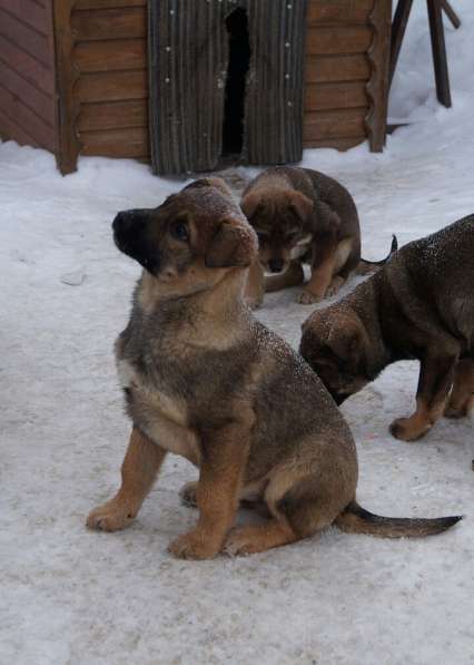 Я щенок и ищу дом! в Воскресенске фото 16