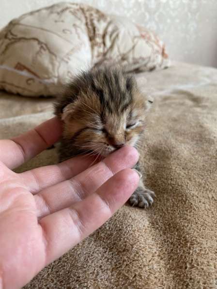 Котята в Казани фото 8