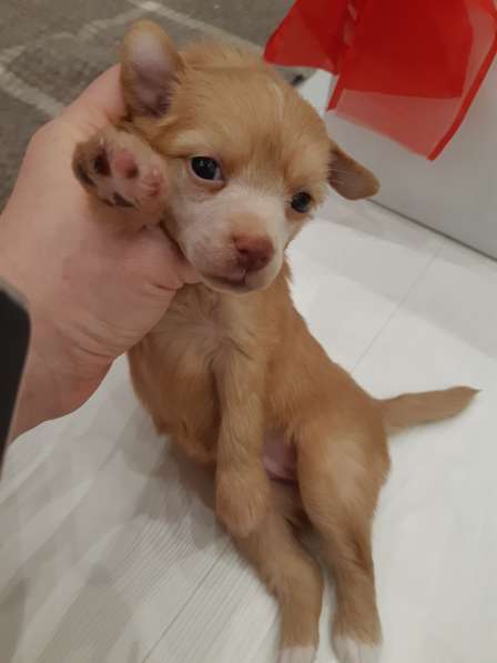 Красивая пуховая девочка в Москве фото 15