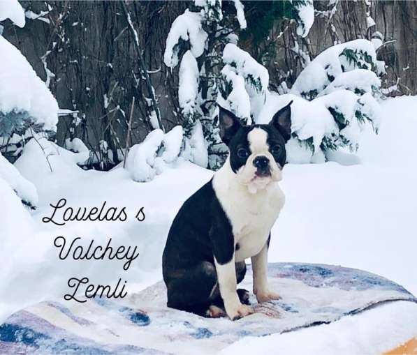 Бостон терьер - щенки от Чемпионов в Санкт-Петербурге фото 4