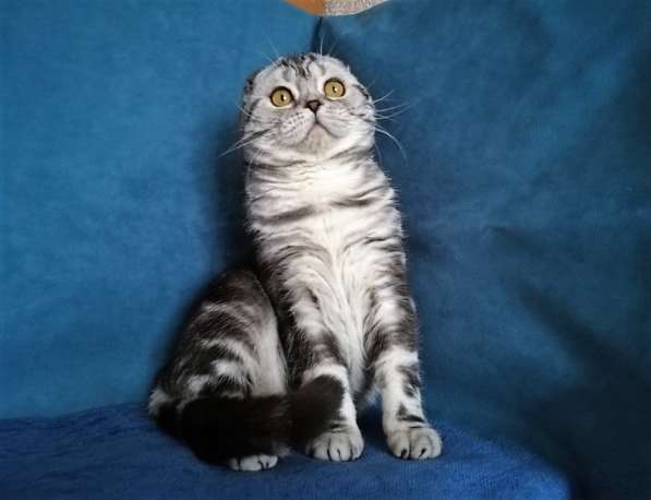 Кот на вязку серебристый мраморный в Казани фото 3