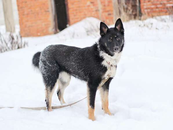 Самый лучший компаньон, молодая собака Бэлла в добрые руки в Москве