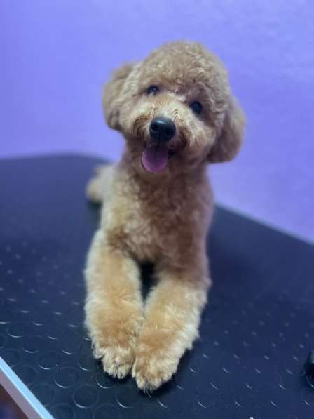 Пудель. Apricot в 