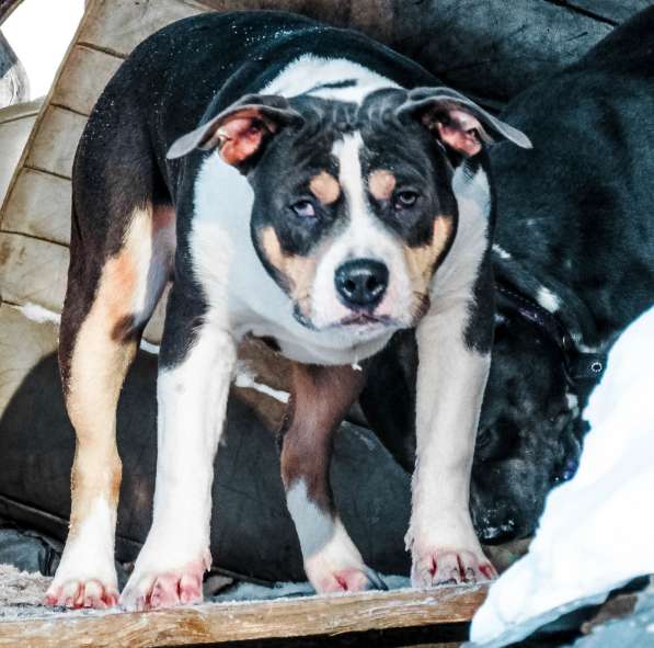 Pitbull puppy в фото 11
