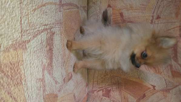 Померанский шпиц - медвежий тип в фото 4