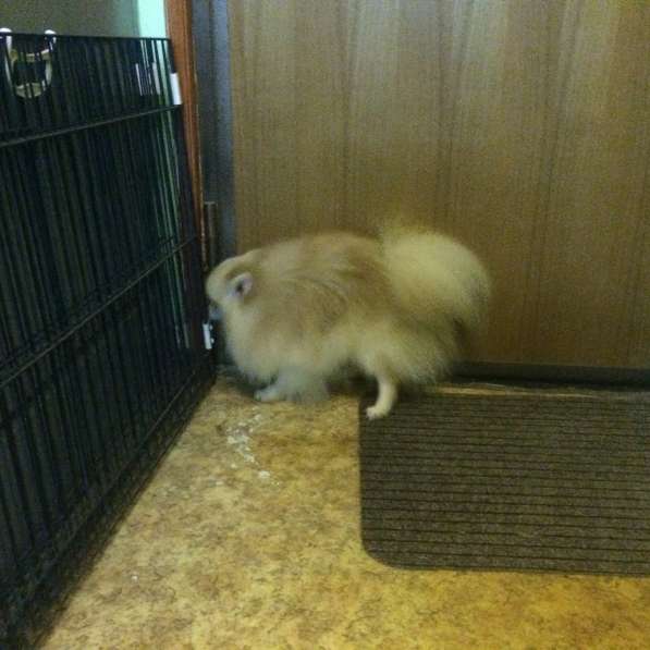 Шпицемальчик собака-улыбака в Москве фото 8