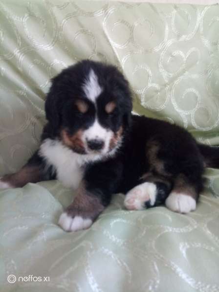 Щенки Бернского зенненхунда в Санкт-Петербурге фото 6
