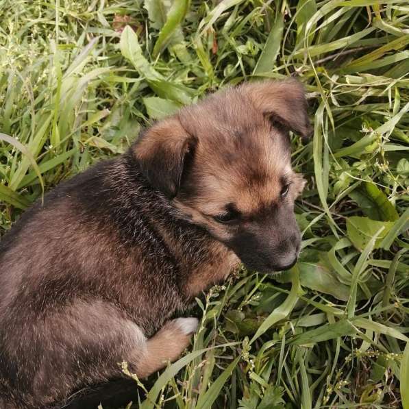 Щенки мальчики