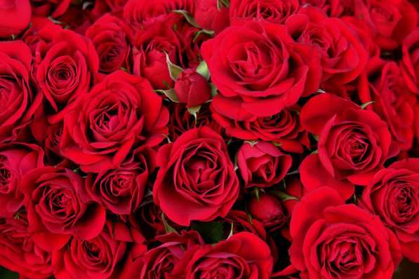 Розы из Эквадора по самым низким ценам в России в Москве фото 14
