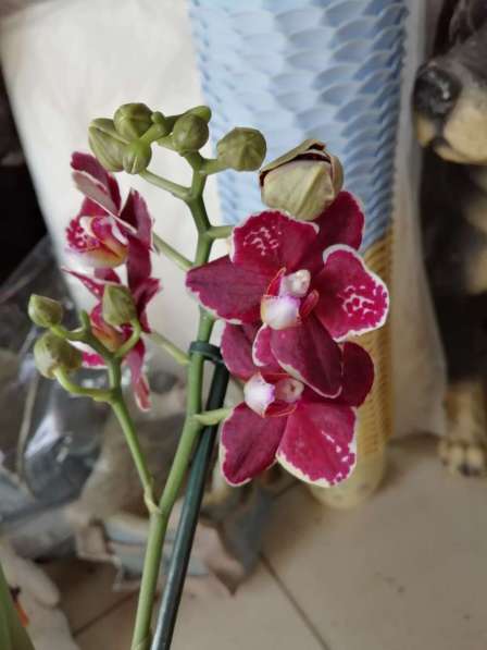 Орхидеи в Невинномысске фото 7
