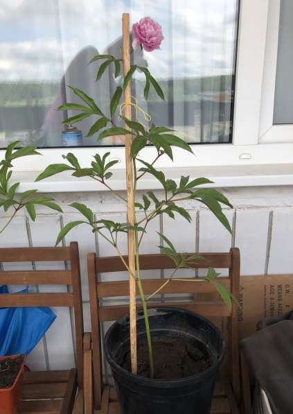 Пион розовый в Москве фото 12