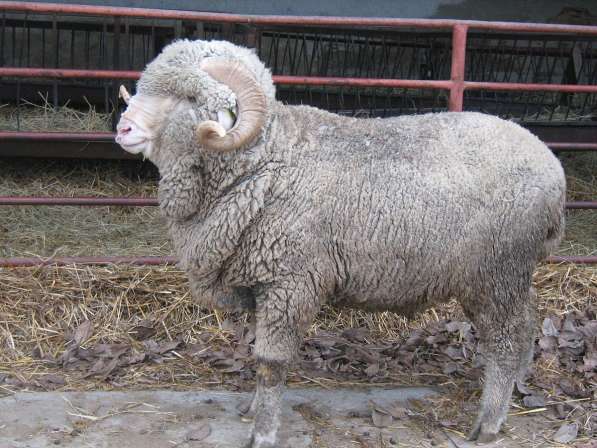 Племенные овцы Прекос (Скот из Европы класса Элита)
