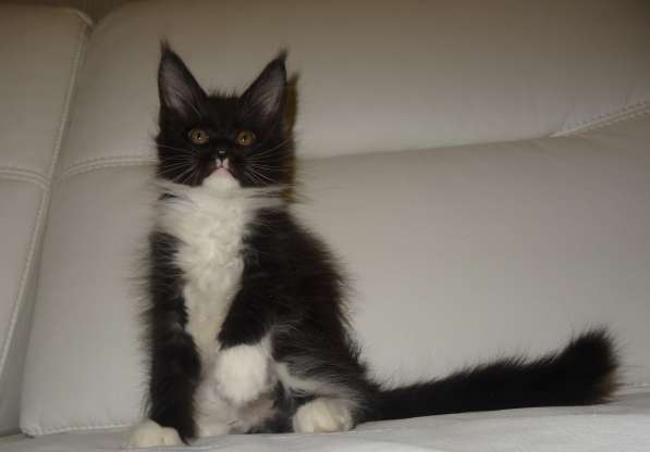 Ламборджини кошечка мейн кун в Москве фото 20