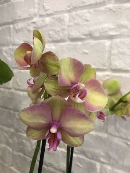 Продам орхидею в Артеме