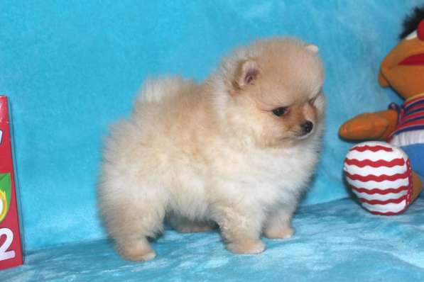 В продаже мини щеночки померанский цверг ШПИЦ в фото 3