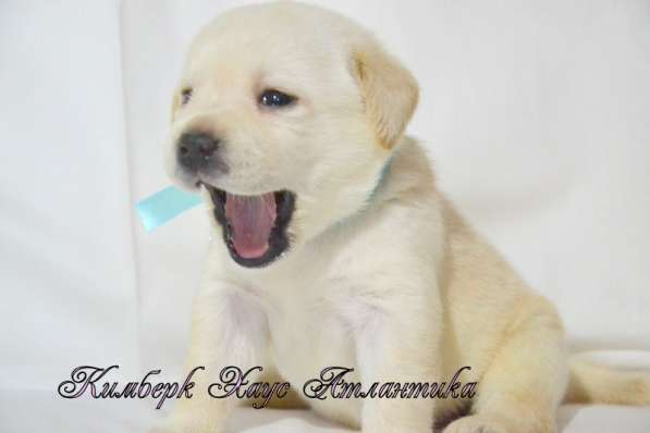 Щенки лабрадора из питомника в Белгороде фото 34