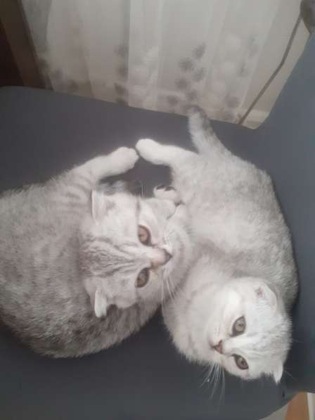 Британские котята в фото 14