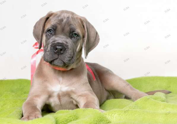 Кане - Корсо. Форментино в 