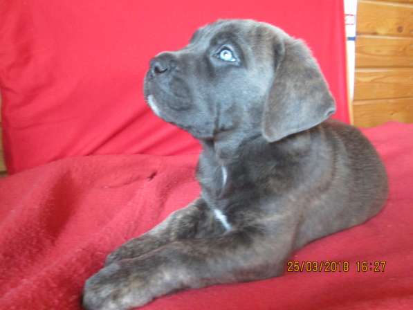 Малыши Корсики 3 мес в Москве фото 35