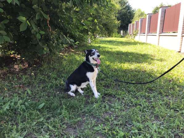 Собачка Лейси в Краснодаре фото 21