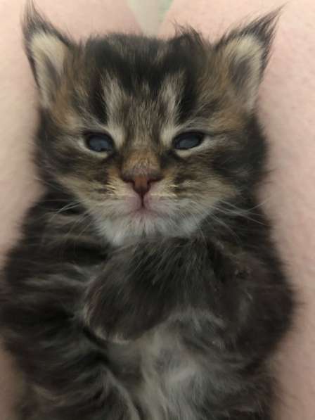 Котята мейн-кун в Новосибирске фото 29