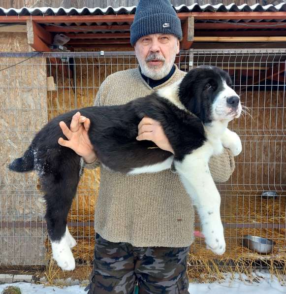 Шикарный парень САО, 3 мес в фото 7