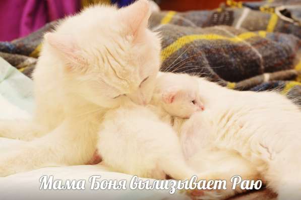 Котята турецкой ангорки в Наро-Фоминске фото 7