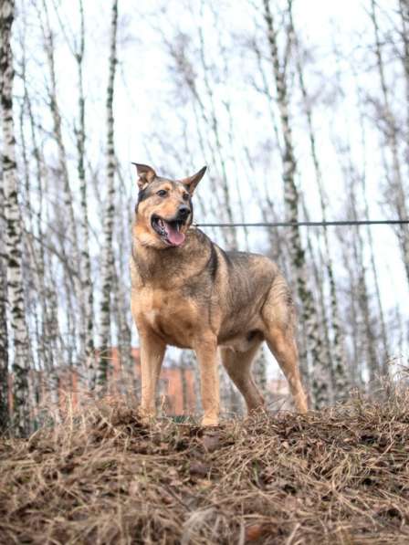 Большой добрый Борман ищет семью в Москве фото 17