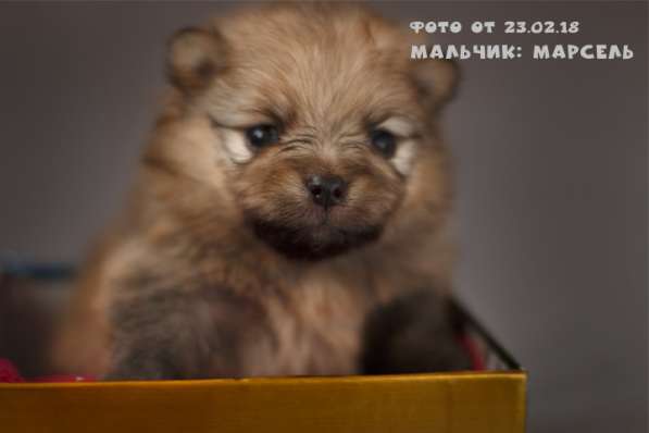 Породистые щенки Шпица с документами РКФ в Кемерове фото 4