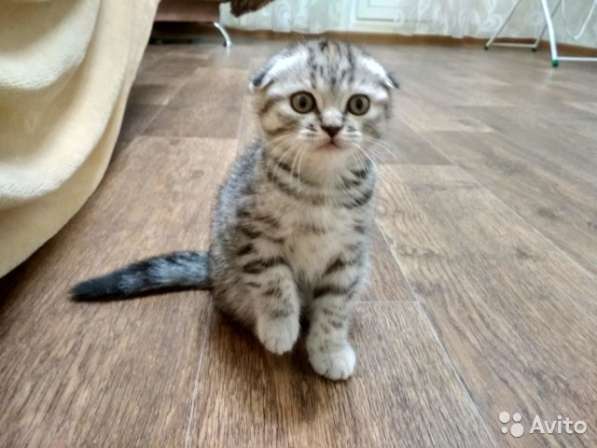 Котята вислоухие и прямоухие в Костроме фото 4