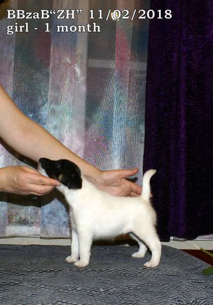 Щенки Фокстерьера в