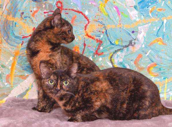 Котенок в добрые руки. Крошка пеструшка в Калуге фото 47