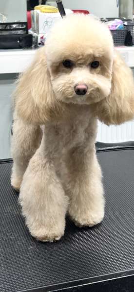 Груминг собак, кошек в Иркутске