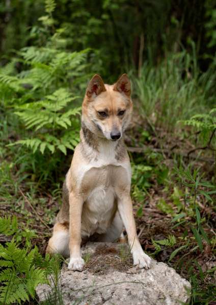 Бетти — та самая, Ваша идеальная собака в Москве фото 3