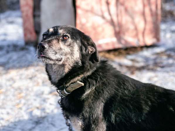 Ласковое солнышко Агата, добрейшая в мире собака в дар