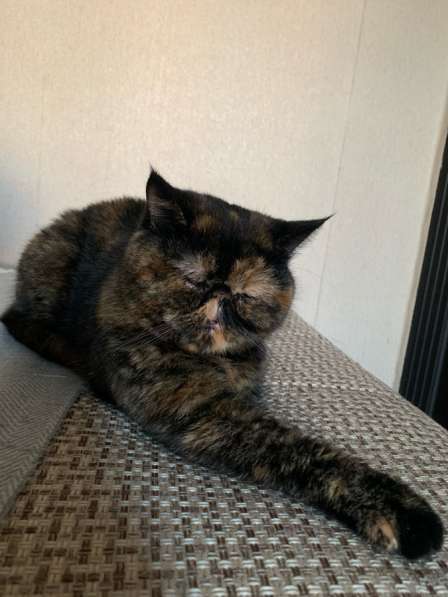 Экзотические котята в Екатеринбурге фото 3