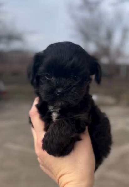 Щенки мальтипу мини в Краснодаре фото 7