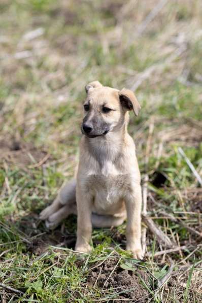 Ласковые щенята в Санкт-Петербурге фото 12